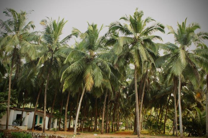 india yoga village