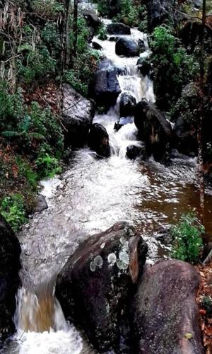 chamu tea garden