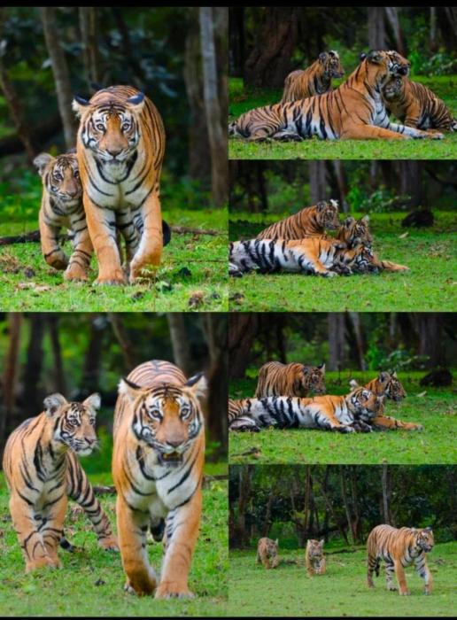 wild origin kabini a luxury resort