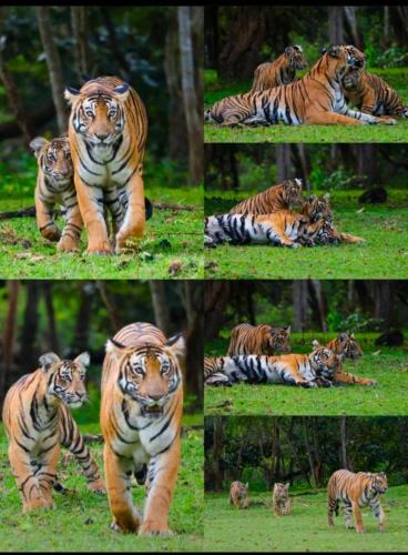wild origin kabini a luxury resort