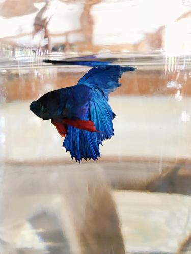 baan u sabai boutique house