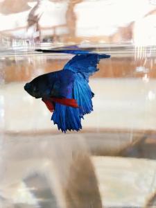 baan u sabai boutique house