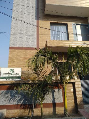 the palm tree family stay