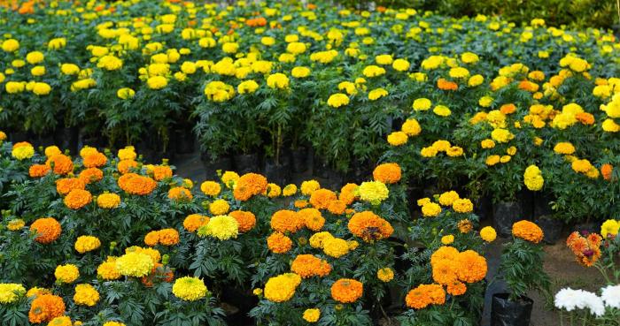 utsav hotels and banquets bolpur shantiniketan