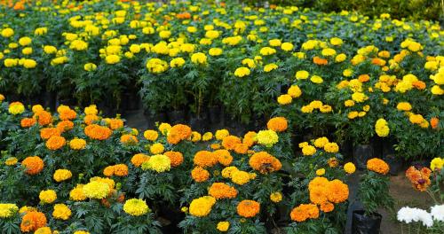 utsav hotels and banquets bolpur shantiniketan