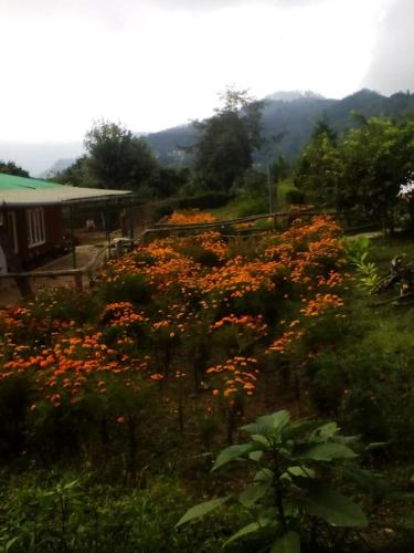 dilpali homestay