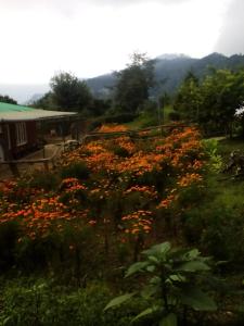Dilpali Homestay,,2 star