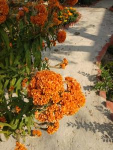 bichitrita homestay