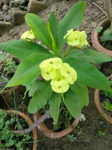 bichitrita homestay