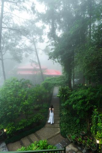 ama stays and trails 7 pines kasauli