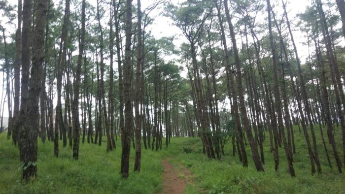 hills abode homestay