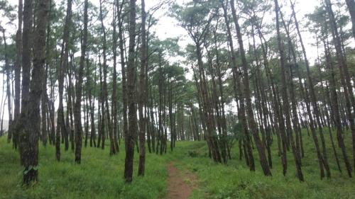hills abode homestay