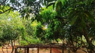 serene homestay