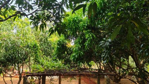 serene homestay