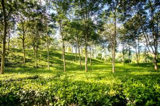 papumpare jungle resort