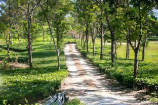 papumpare jungle resort