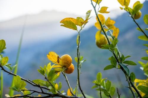 liveaway mussoorie kempty by pack
