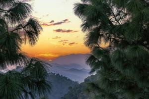 wood luxury hotel kasauli