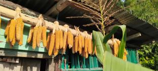 D's Mayaavea,,2 star