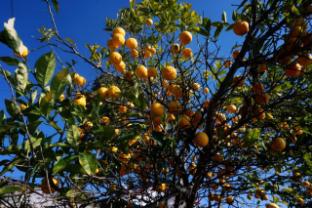apple hilltop homestay