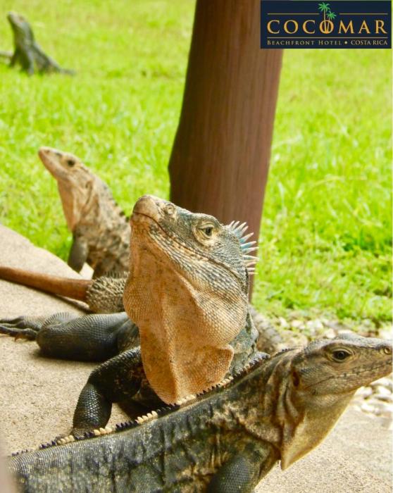 hotel cocomar beachfront hotel