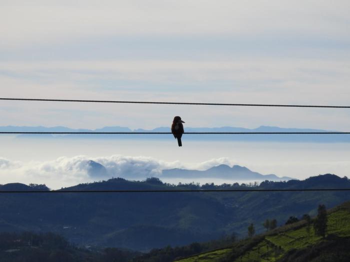 cloud crest homestay