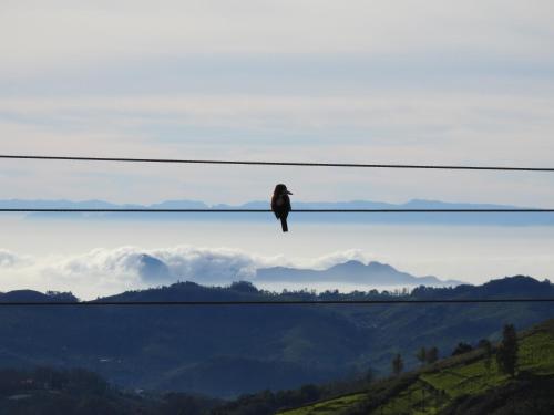 cloud crest homestay
