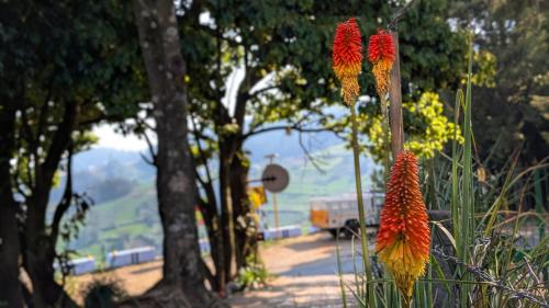 cloud crest homestay