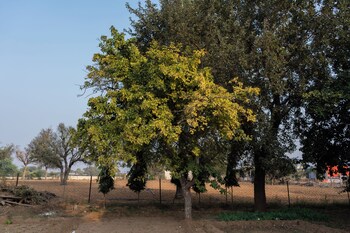 vardhan resorts