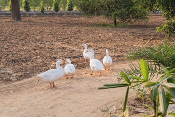 vardhan resorts