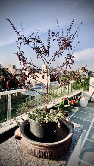 avyam blue terrace apartment