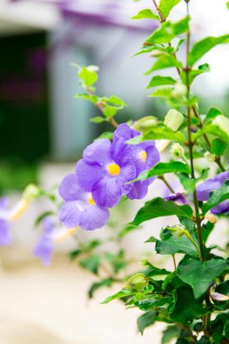 lilac relax residence