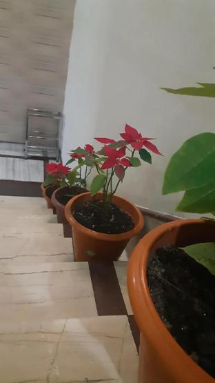 hotel sandrup darjeeling west bengal