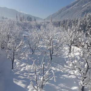 apple garden aleo