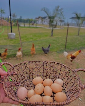 countryside heaven farm