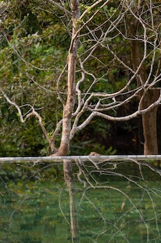 cascara weligama