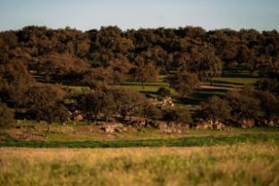 herdade dos moreiros