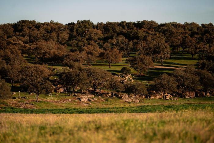 herdade dos moreiros