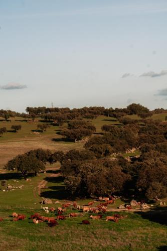 herdade dos moreiros