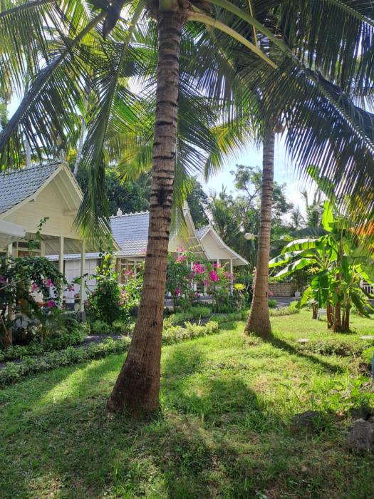 the palms penida