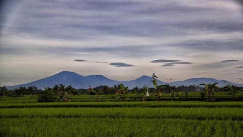 pnb bali villas