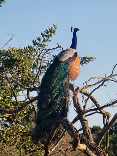 udara guest yala