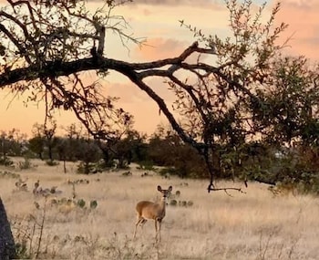 Stargazing Retreat At Lone Star Cottage,,3 star