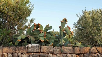 masseria san lorenzo resort