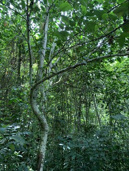 mpanga nature center
