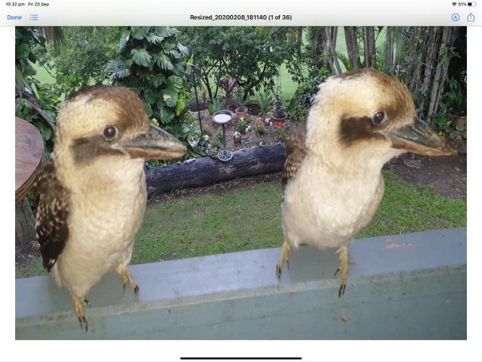diddillibah