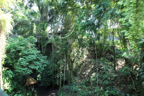belvilla padma legian resort near monkey forestnearubud palace