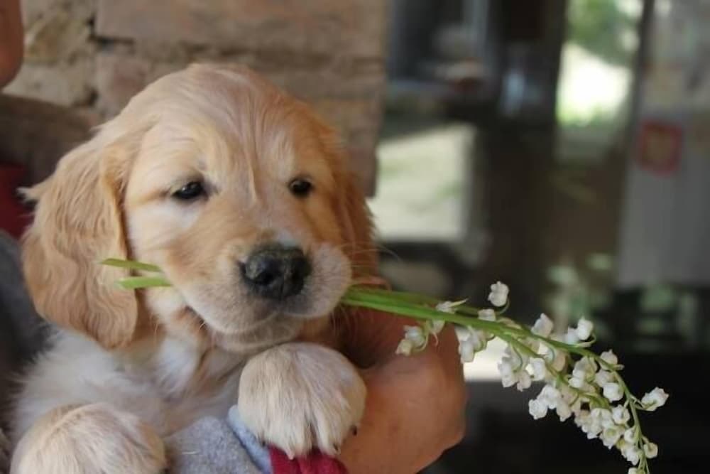 hotel restaurant la martiniere