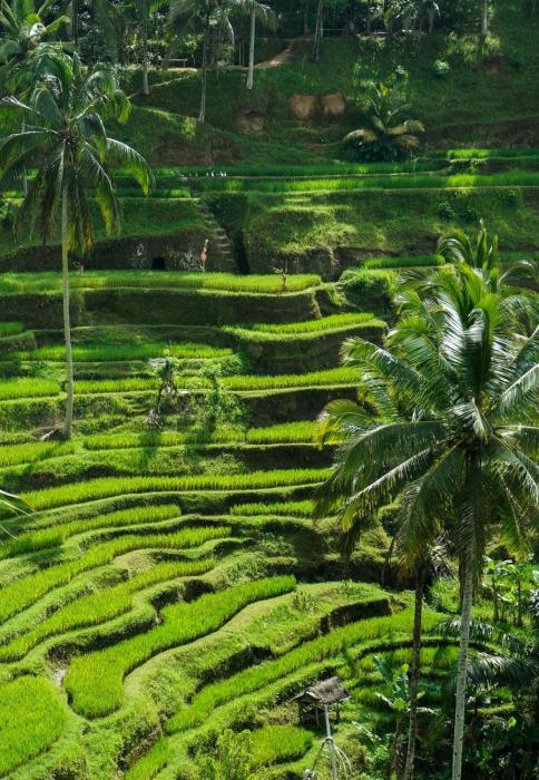 tjendana kanaka jungle resort ubud