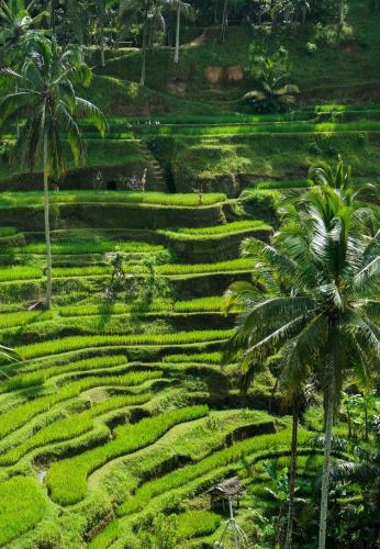 tjendana kanaka jungle resort ubud